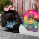 Luna Star Cavoodle and Shannon