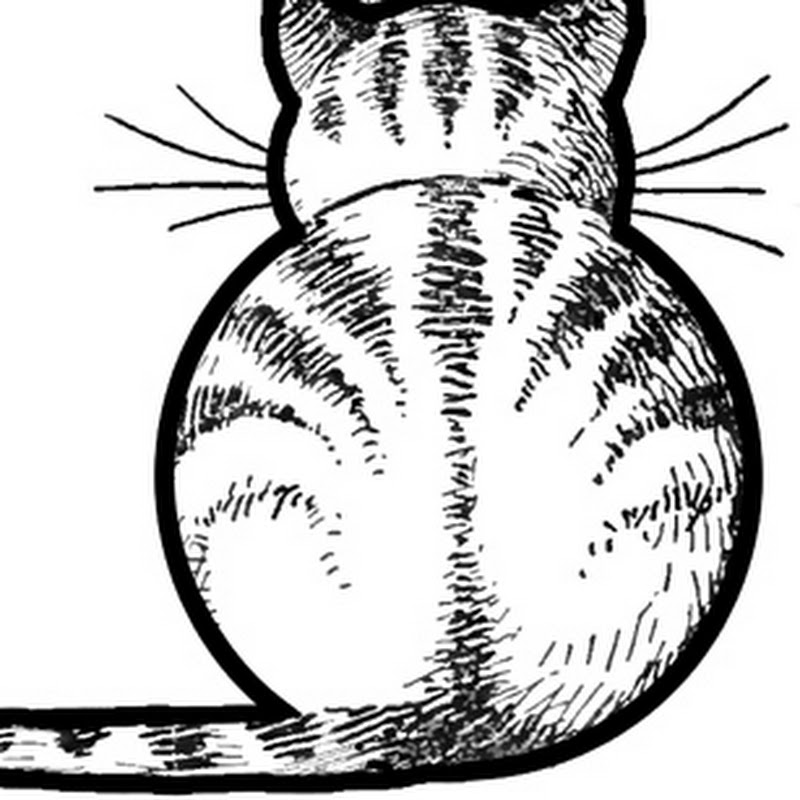 Everything about cats