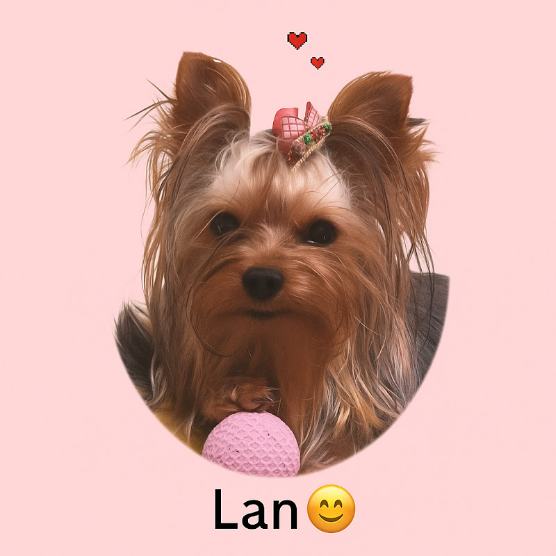 Yorkie Lan Fun Time--Senior couple's pet life--