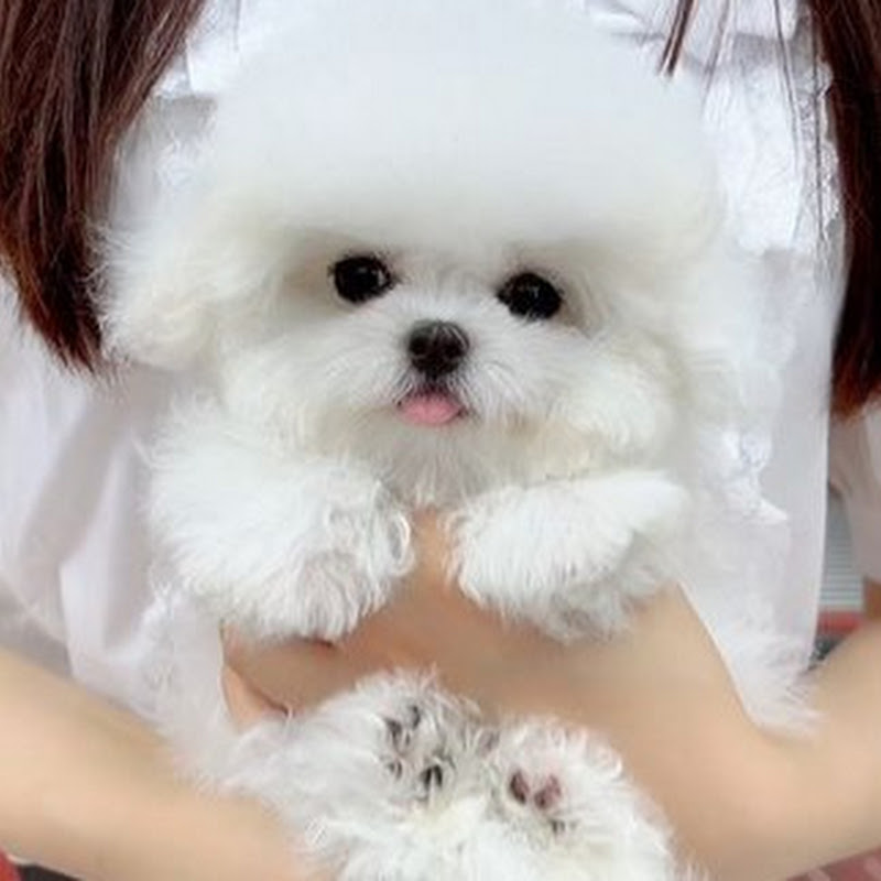 PawPaw Dog Cute Pet