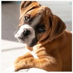 Boxer Dog