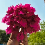 Woww Clicks