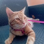 ✴️Ron✴️Orange Cat😺
