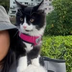 Fluffy The Adventure Cat