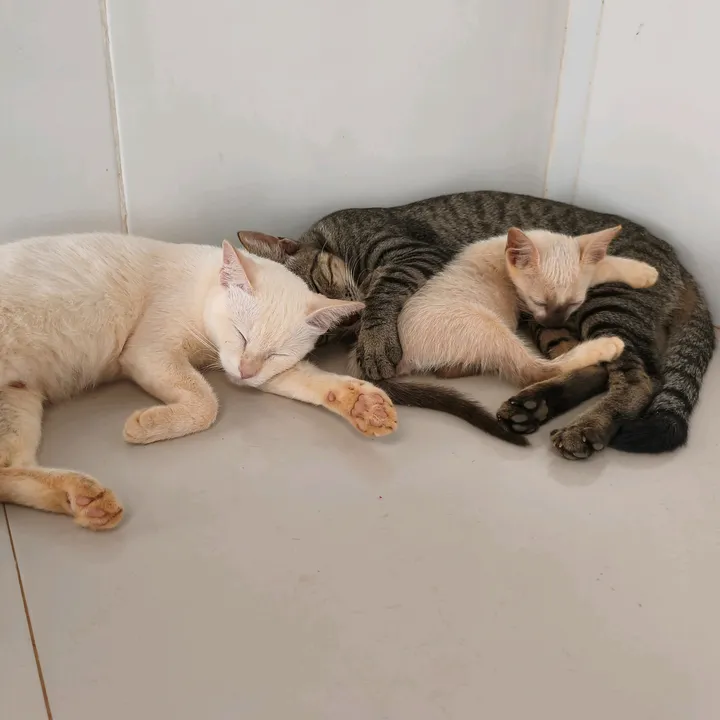Mãe de 8 filhotes