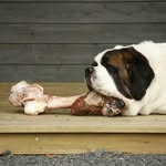 House of slobber