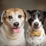 Hope Blogueira e Snow | Vira-latas | Pet Influencer UGC 🐶