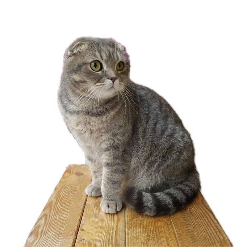 My New Animal Family | 멍냥이하우스