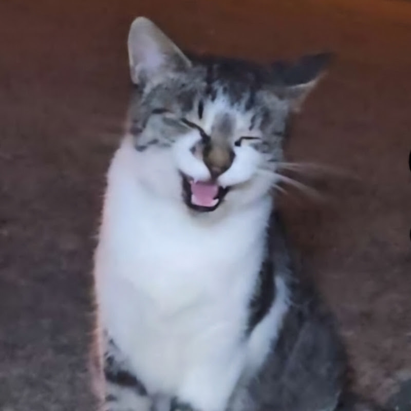 다함께 냥냥냥 