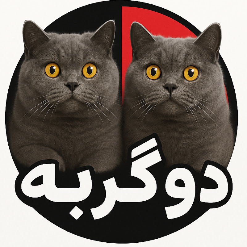 زندگی در جزیره با گربه هامون 