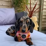 Missy~Blue the dachshund