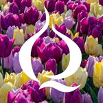 QFB Gardening