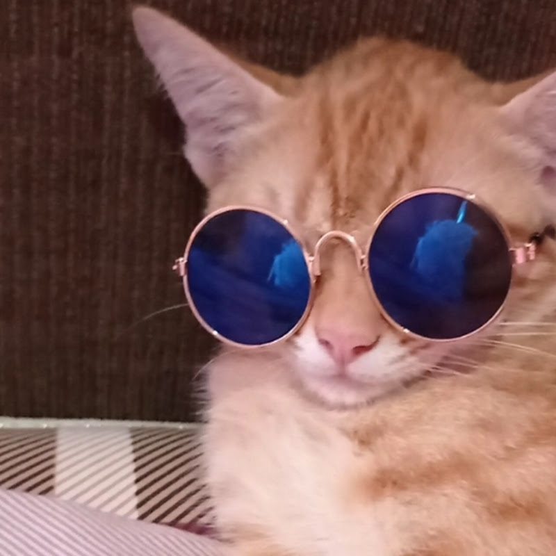 Cute Kittens Video