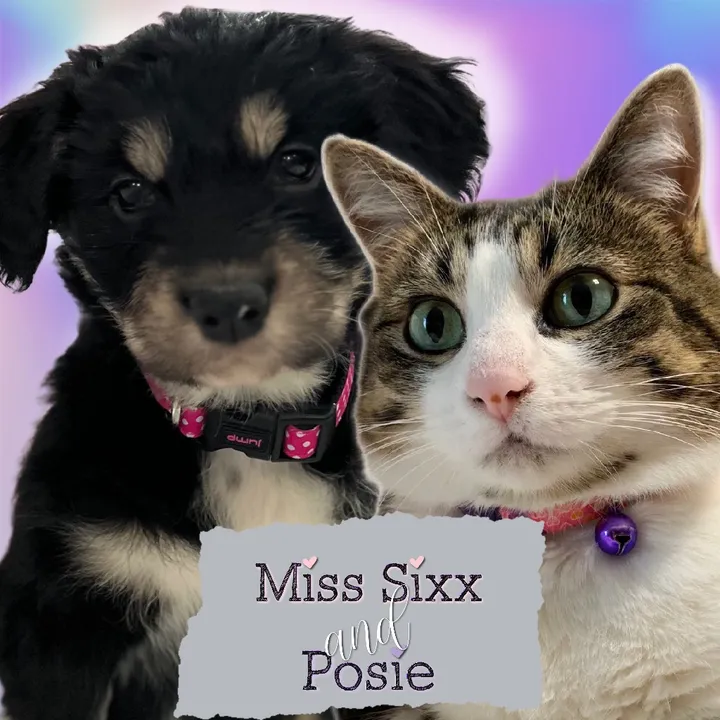 Miss Sixx 🐱 & Posie Girl 🐶