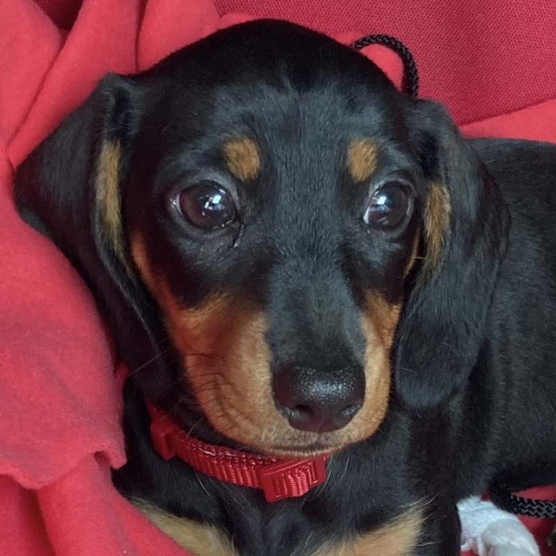 life according to Mossan,a mini dachshund