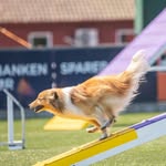 Anja Austefjord Rykkje