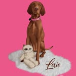 🩷 LEXIE THE VIZSLA 🩷