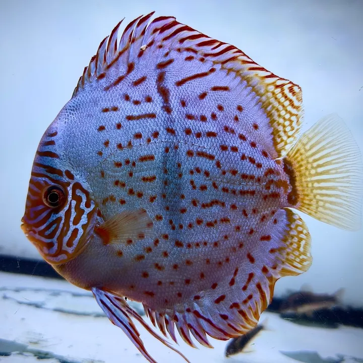 Joan's Discus