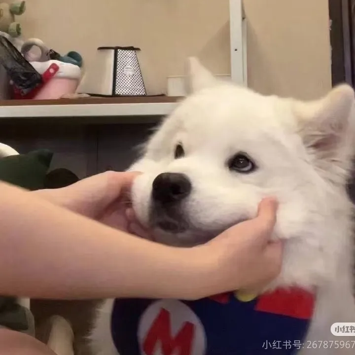 Pawlor palette