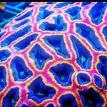 Palmetto Reef