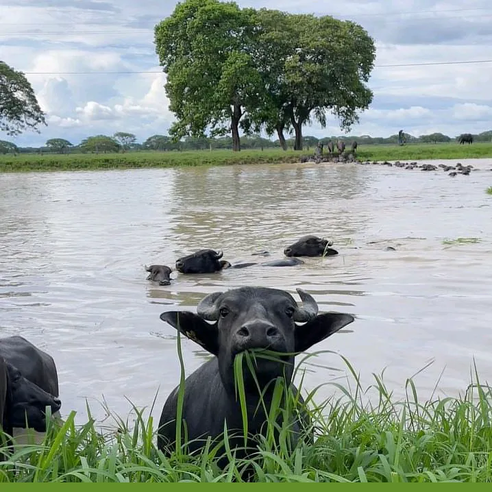 Llano, Talón y Maseta 🤠