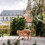 kd & the cats of Haarlem