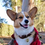 Gandalf the Corgi