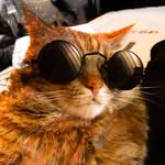 Filippo • il gatto rosso della fontanella