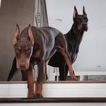 Doberman Fans 🌍