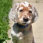 English setter