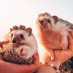 Hedgehog    Imomo And BingBong