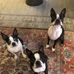 Lola, Boss and Mila Stack
