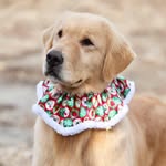 골든리트리버 🐶 오피골든 Golden retriever