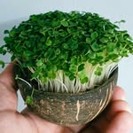Simply Grow Ltd