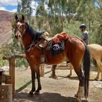 Frontierlab . Horseback Guide