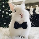 Rabbit Lovers