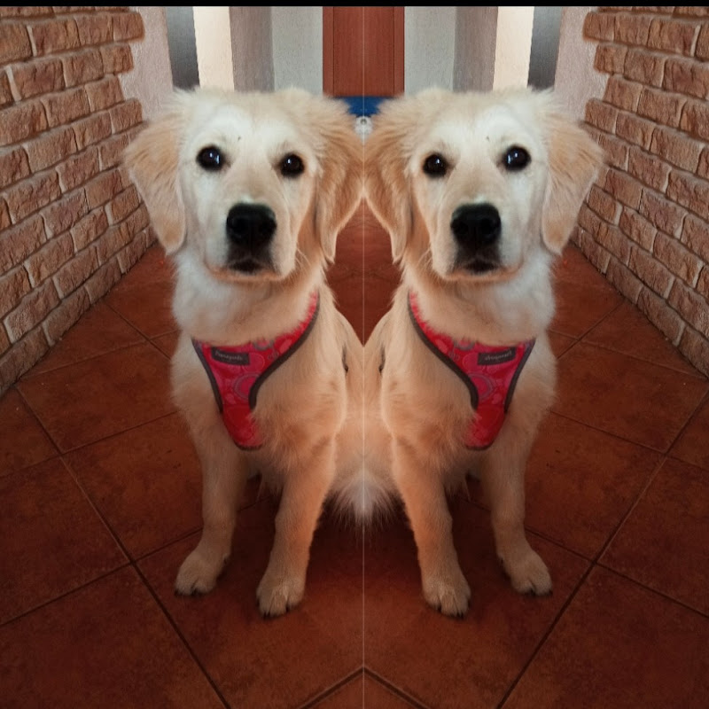 Kulfi - The Naughty Golden Retriever