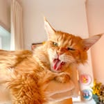 AmoriCats