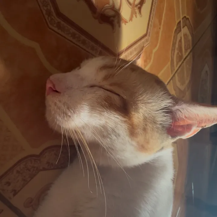 🅒🅤🅒🅤 또라이