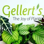 Gellerts