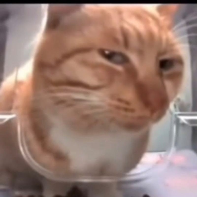 Animals Videos