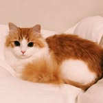 𝐋𝐢𝐨𝐧𝐬 𝐂𝐚𝐭〜たびの日記〜