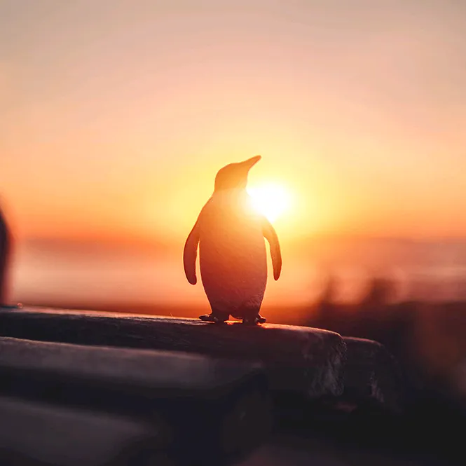 rarepenguin