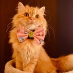 Plowythecat