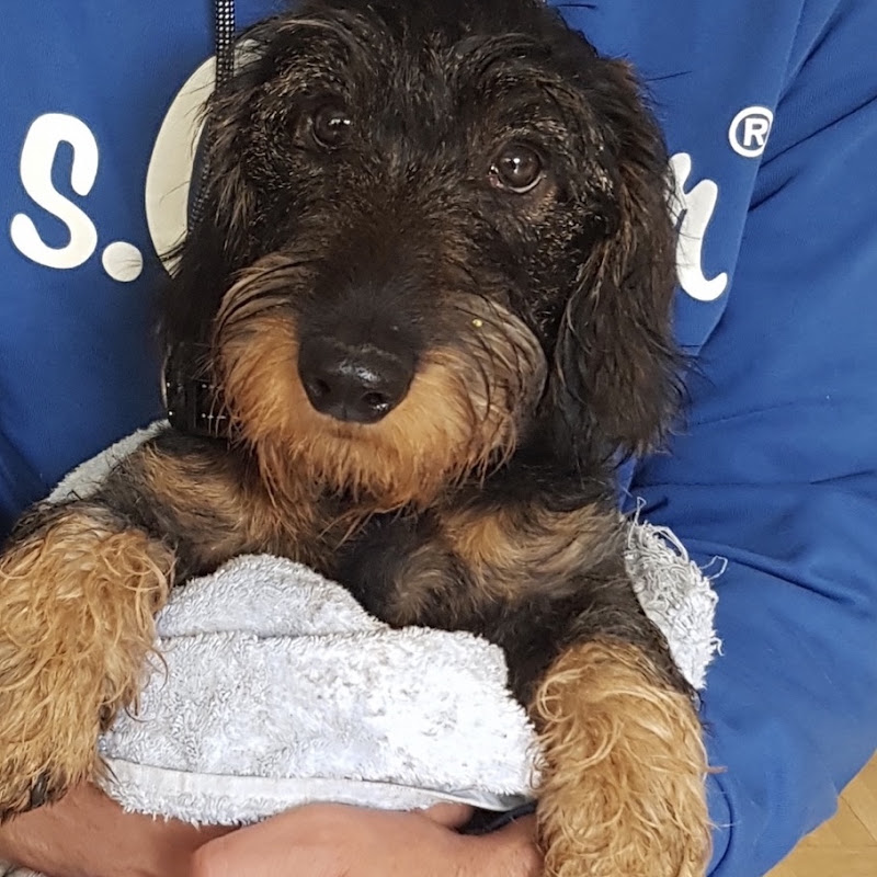 Teddy the Dachshund