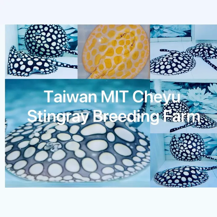MIT Taiwan Cheyu Wu 台灣 MIT 哲瑜