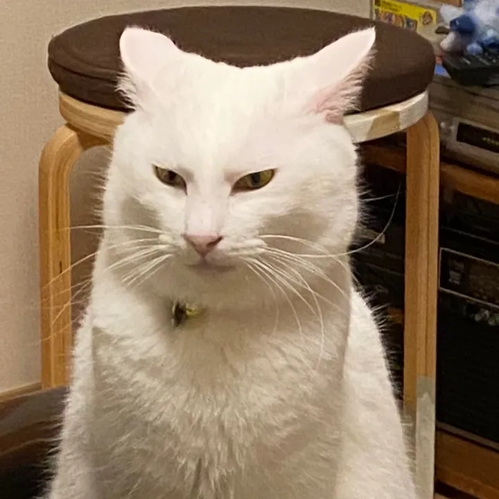ねこたま弁当😺🥚