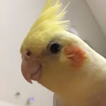 Beaker and frenemy Sherbie