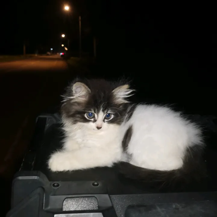 Cloud Cat Vlog