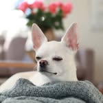 𝐅𝐞𝐥𝐢𝐱 𝐭𝐡𝐞 𝐜𝐡𝐢𝐡𝐮𝐚𝐡𝐮𝐚